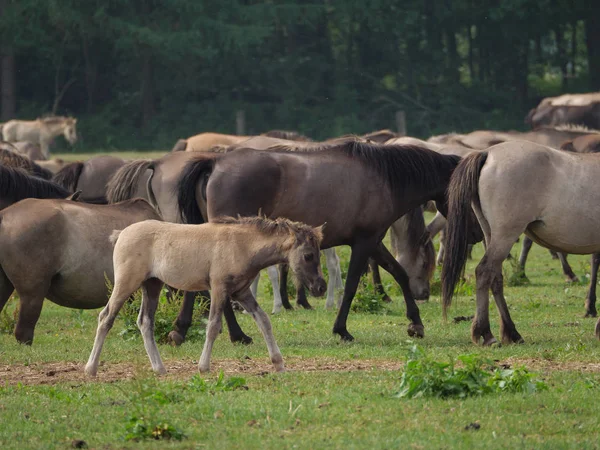 Caballos Salvajes Alemania —  Fotos de Stock