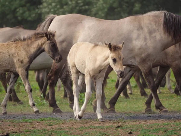 Almanya'da Vahşi atlar