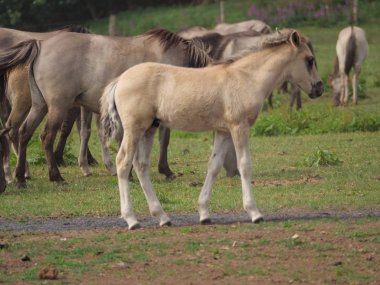 Almanya'da Vahşi atlar