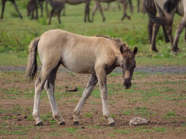 Almanya'da Vahşi atlar