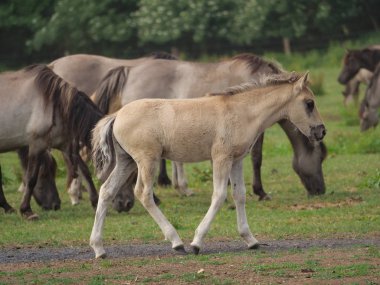 Almanya'da Vahşi atlar