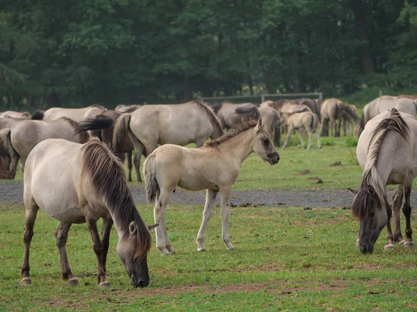 Caballos Salvajes Alemania —  Fotos de Stock