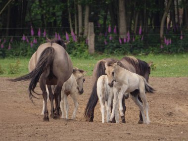 Almanya'da Vahşi atlar