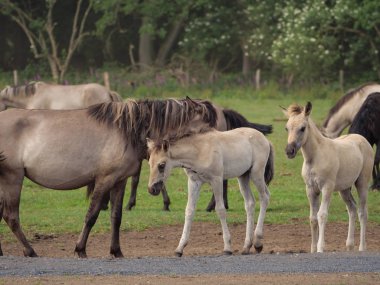 Almanya'da Vahşi atlar