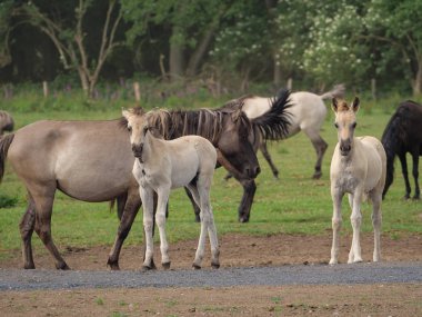 Almanya'da Vahşi atlar