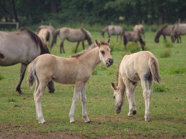 Almanya'da Vahşi atlar