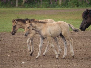 Almanya'da Vahşi atlar
