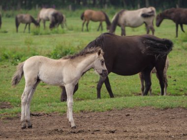Almanya'da Vahşi atlar