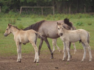 Almanya'da Vahşi atlar