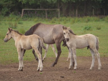 Almanya'da Vahşi atlar