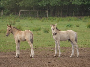 Almanya'da Vahşi atlar