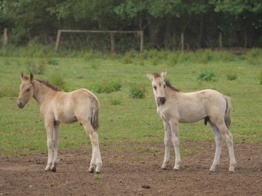 Almanya'da Vahşi atlar