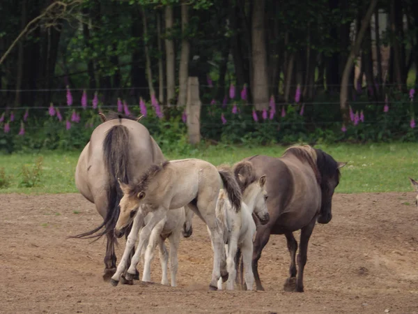 Almanya'da Vahşi atlar