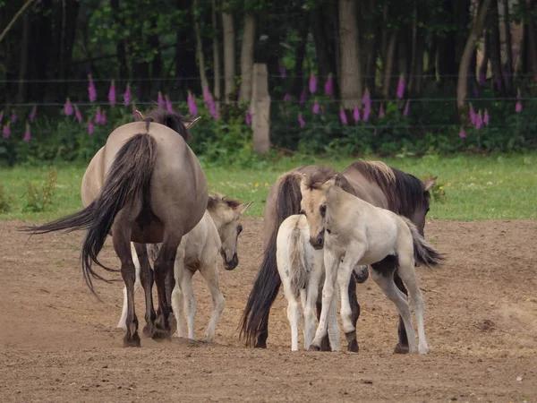Almanya'da Vahşi atlar