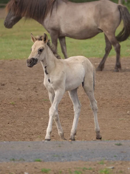 Almanya'da Vahşi atlar
