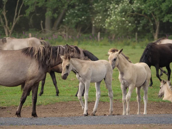 Almanya'da Vahşi atlar