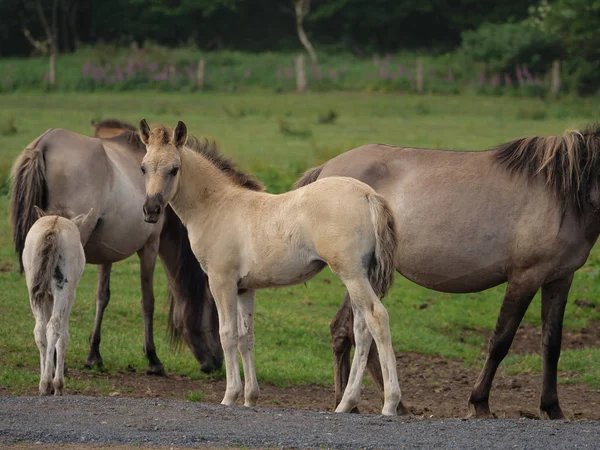 Almanya'da Vahşi atlar