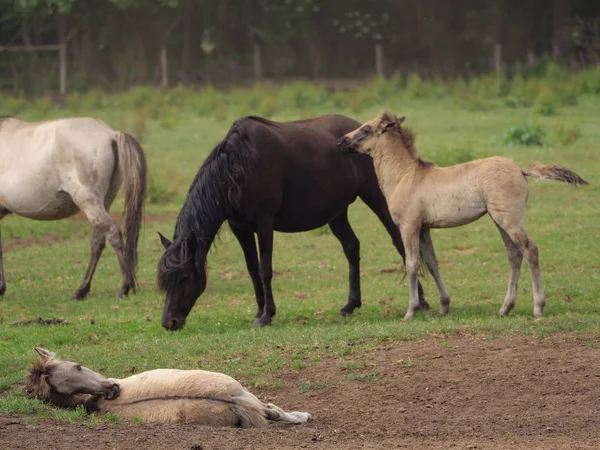 Wild Horses Germany — Stock Photo, Image