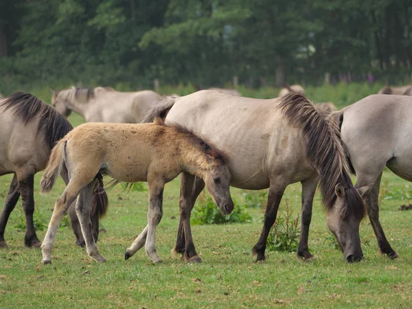 Almanya'da Vahşi atlar