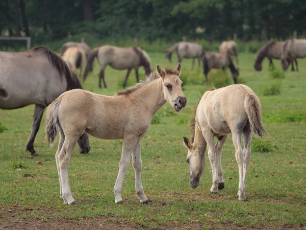 Almanya'da Vahşi atlar