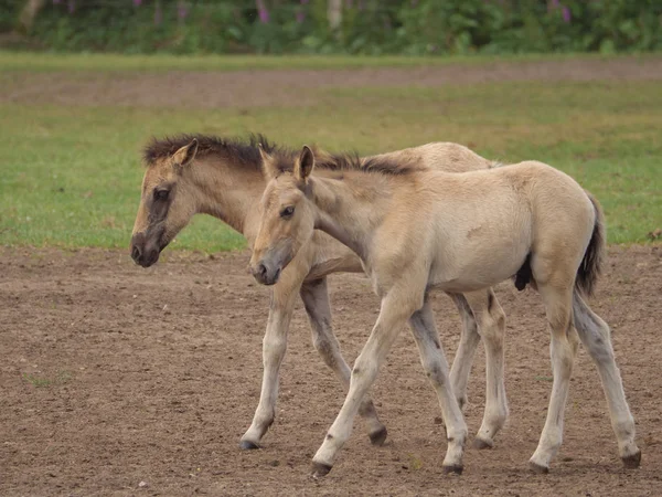 Almanya'da Vahşi atlar