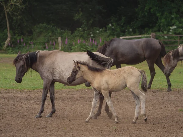 Almanya'da Vahşi atlar
