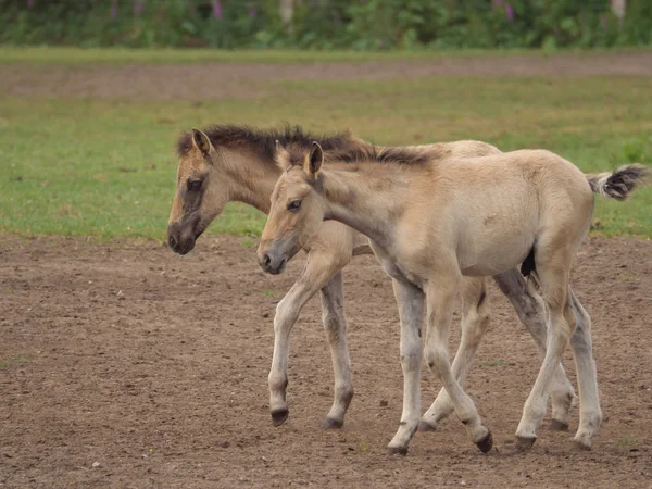 Almanya'da Vahşi atlar