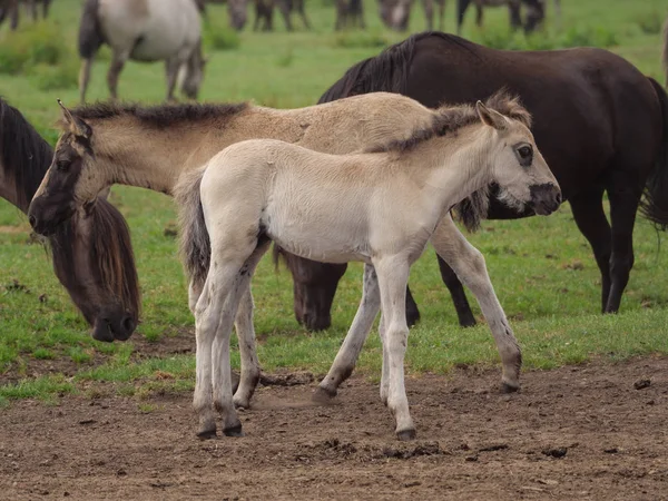 Almanya'da Vahşi atlar