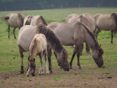 Almanya'da Vahşi atlar