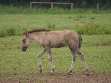 Almanya'da Vahşi atlar
