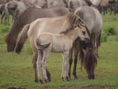 Almanya'da Vahşi atlar