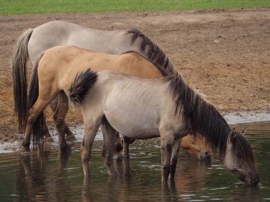 Almanya'da Vahşi atlar