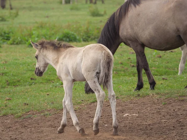 Almanya'da Vahşi atlar