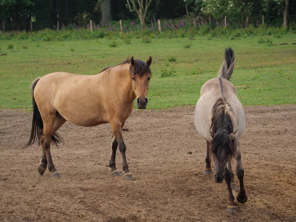 Chevaux Sauvages Allemagne — Photo