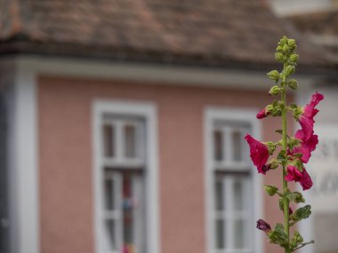 Duernstein ve tuna Vadisi