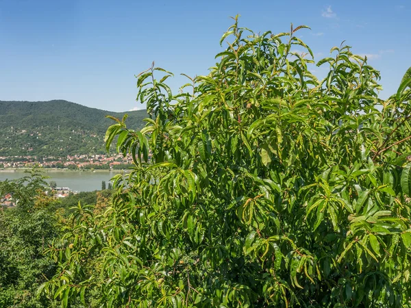 Die Stadt Von Budapest — Stockfoto