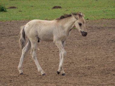 Almanya'da Vahşi atlar
