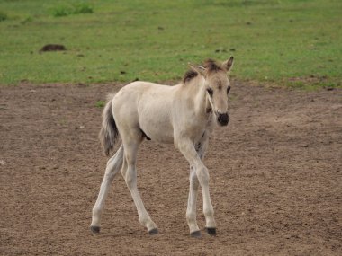 Almanya'da Vahşi atlar