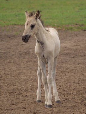Almanya'da Vahşi atlar