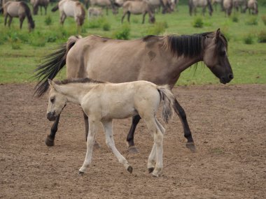 Almanya'da Vahşi atlar