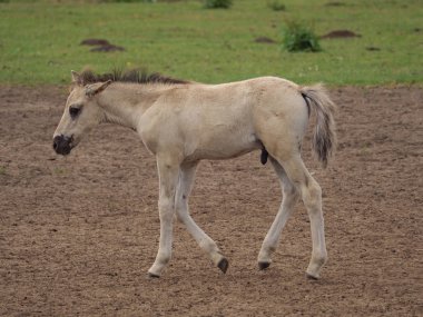 Almanya'da Vahşi atlar