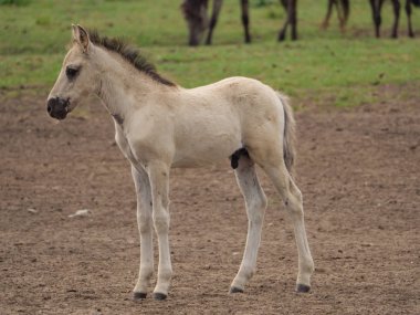 Almanya'da Vahşi atlar