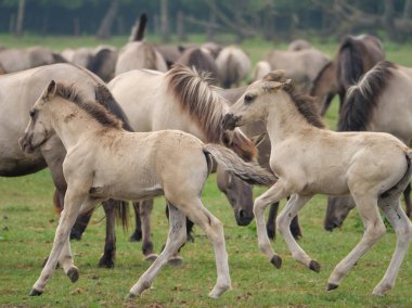 Almanya'da Vahşi atlar