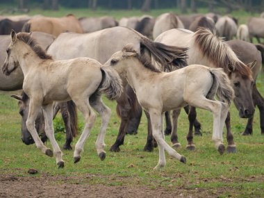 Almanya'da Vahşi atlar