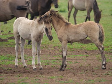Almanya'da Vahşi atlar