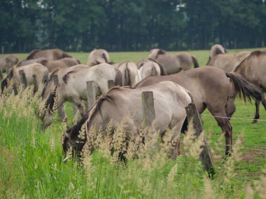 Almanya'da Vahşi atlar