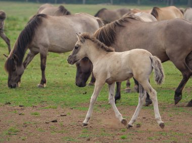 Almanya'da Vahşi atlar