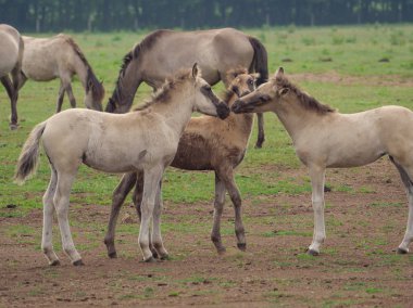 Almanya'da Vahşi atlar