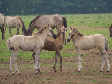 Almanya'da Vahşi atlar