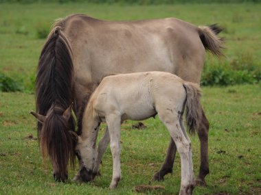 Almanya'da Vahşi atlar